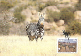 1991 - NAMIBIA - Maltahohe - Hartmann's Mountain Zebra - Zebre - Namibia
