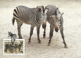 1991 - NAMIBIA - Maltahohe - Hartmann's Mountain Zebra - Zebre - Namibia