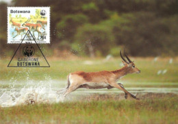 1988 - BOTSWANA GABORONE - Red Lechwe - Antilope Kobus Leche - Botsuana