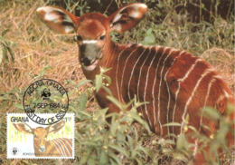 1984 - GHANA Accra - Bongo Antilope - Ghana - Gold Coast