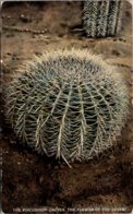 Cactus The Pincushion Cactus 1916 Curteich - Cactusses
