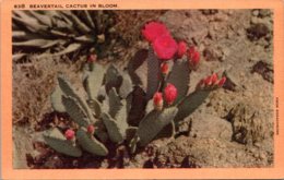 Cactus Beavertail Cactus In Bloom - Cactus