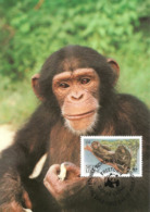 1983 - Freetown SIERRA LEONE - Monkey Chimpanzee - Singe Chimpanzé - Sierra Leone