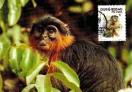 1992 - GUINE BISSAU - Western Red Colobus Monkey - Colobe Bai Singe - Guinea-Bissau