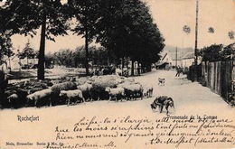 Rochefort Promenade De La Lomme Troupeau De Moutons Coin Supp Gauche Abîmé - Rochefort