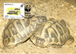 1991 - MONACO - Tortue Hermann Tortoise WWF - Colecciones & Lotes