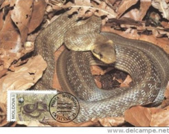 1993 MOLDAVIA Ckisinau  - Couleuvre D'Esculape - Aesculapian Snake  -  WWF - Moldavie