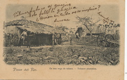 Pinar Del Rio. Vega De Tabaco. Tobacco Farm. Wilson. Undivided Back. 1902 - Cuba