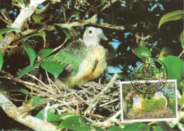 1989 - COOK ISLANDS Rarotonga - Fruit Dove -  Ptilope Nain WWF - Isole Cook