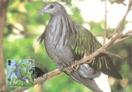 1993 - SOLOMON ISLANDS - Nicobar Pigeon  Iles Salomon WWF - Salomon