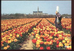 CPM Neuve 29 SAINT JEAN TROLIMON Les Champs De Tulipes Devant Notre Dame De Tronoën - Saint-Jean-Trolimon