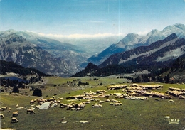04 - Lac Du Col Bas - Moutons En Pâturage - Ohne Zuordnung