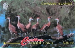 ILES CAYMAN  -  Phonecard  -  Cabble & Wirelees  -  Dendrocygna Arborea  -  CI $ 10 - Iles Cayman