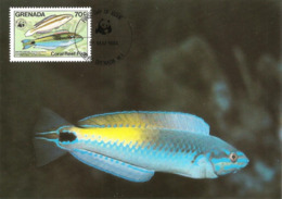 1984 - GRENADA - Ile Grenade - Coral Fleet Fish - Poisson Corail Painted Wrasse WWF - Grenada