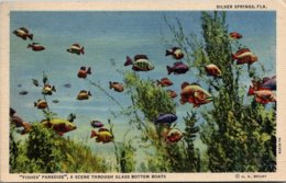 Florida Silver Springs Fishes Paradise Scene Through Glass Battom Boat Curteich - Silver Springs