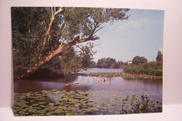 NOYERS-sur-CHER   Les Bords Du Cher  -  ( Pas De Reflet Sur L'original ) - Noyers Sur Cher