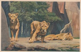 Rare Cpa Lionnes - Lions