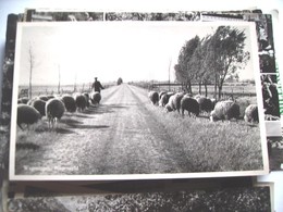 Nederland Holland Pays Bas Wageningen Binnenveld Herder Met Schapen - Wageningen