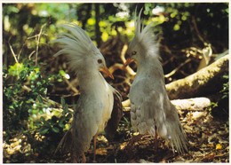 Delcampe - NOUVELLE CALEDONIE,,,,,  COUPLE DE  CAGOUS ,,,,JOLIE CARTE ,,,,TBE - Neukaledonien