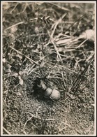 Cca 1932 Kinszki Imre (1901-1945) Budapesti Fotóművész Hagyatékából, Aláírt Vintage Fotó, A Szerző által Feliratozva, 17 - Otros & Sin Clasificación