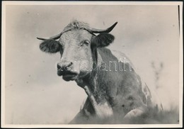 Cca 1932 Kinszki Imre (1901-1945) Budapesti Fotóművész Hagyatékából Pecséttel Jelzett Vintage Fotó (Jámbor Tehénke), 11, - Otros & Sin Clasificación