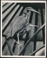 Cca 1932 Kinszki Imre (1901-1945) Budapesti Fotóművész Hagyatékából, Pecséttel Jelzett, Vintage Fotó (Red Herons), 17,7x - Autres & Non Classés