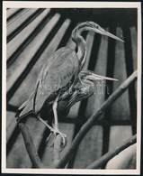 Cca 1932 Kinszki Imre (1901-1945) Budapesti Fotóművész Hagyatékából, Pecséttel Jelzett, Vintage Fotó (Red Herons), 17,7x - Sonstige & Ohne Zuordnung