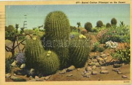 T2 1949 California, Barrel Cactus (Visnaga) On The Desert - Sin Clasificación
