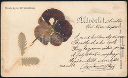 T2/T3 1899 Élővirágos Levelezőlap. Galantai Gyula Kiadása / Greeting Card With Real Flower (EK) - Non Classés