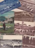 Lot N° 2296de 10 CPA Moutons Divers Déstockage Pour Marchands Ou Collectionneurs - 5 - 99 Postcards