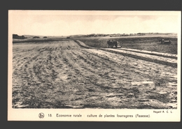 Assesse - Culture De Plantes Fourragères - Agriculture / Landbouw - Assesse