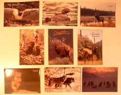 Lot De 9 Cartes Postales / Animaux / Canada - Cartoline Moderne