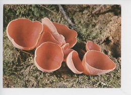 Pézize Orangée, Péziza Aurantiaca, Famille Humariacées - Champignon Comestible (cp Vierge Collection Du Club) - Pilze