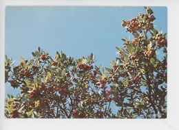 Delcampe - Arbousier - Les Arbousiers (Corse) Cp Vierge N°175 - Bäume