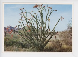 Ocotillo, Cactus Grimpant, Fouquiera Splendes (cp Vierge) - Cactus