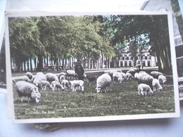 Nederland Holland Pays Bas Zuidlaren Met Schapen Op De Brink - Zuidlaren