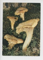 Girole Ou Chanterelle, Cantharellus Cibarius Cantharellacéeschampignon Comestible (cp Vierge Collection Du Club) - Champignons