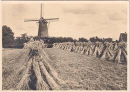 Bathmen Bij Deventer Korenmolen Met Stelling - & Windmill - Deventer