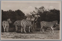 Hamburg Stellingen - S/w Carl Hagenbeck's Tierpark 12   Heufressergehege Zebras Und Dromedare - Stellingen