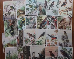 Birds. Set Of 23 Postcards. - Pájaros