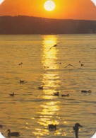 1985 Pocket Poche Calendar Calandrier Calendario Portugal Aves Oiseaux Por Sol Sunset - Grand Format : 1981-90