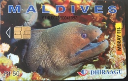 MALDIVES  -  Phonecard  -  DHIRAAGU  -  Murène - Moray  -  Rf 50 - Maldive