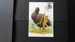BUZIN - Carte Oiseaux CM : Numéro 4042 "Foulque Macroule" - 2001-2010