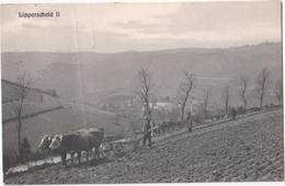 Lippersheid II - & Ox, Farming - Bourscheid