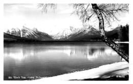 [DC12063] CPA - UNITED STATES - MONTANA - BIRCH TREE LAKE MCDONALD - PERFETTA - Non Viaggiata - Altri & Non Classificati