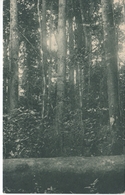 POSTAL DE GUINEA ESPAÑOLA DE ASPECTO FORESTAL CONCESION IZAGUIRRE Y Cia EN BIKABA (EXPO IBERO-AMERICANA SEVILLA 1929) - Äquatorial-Guinea