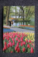 LISSE : KEUKENHOF - Lisse