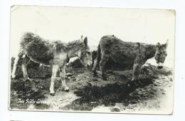 Scilly Isles Asses Donkeys Rp St Mary's Posted 1956 Rp Real Photo - Scilly Isles