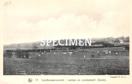 17 Landbouweconomie : Weiden En Rundveeteelt - Sorée - Gesves