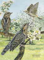 953  Torcol Fourmilier (Jynx Torquilla): Cpa D'Allemagne - Eurasian Wryneck: Postcard From Germany. Woodpecker - Vögel